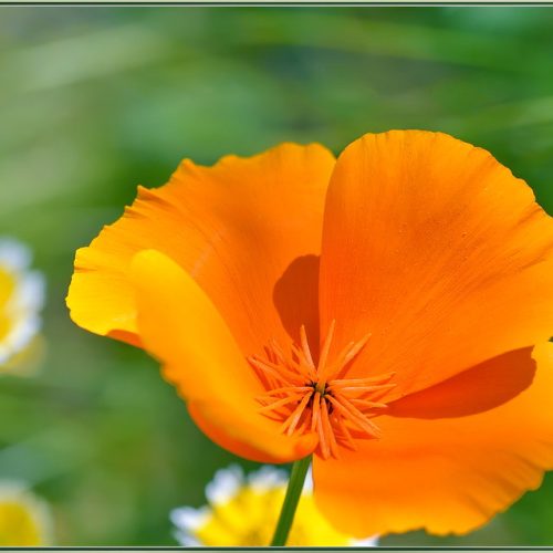 California-Poppy-Flower.jpg