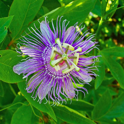 Passion-flower.jpg