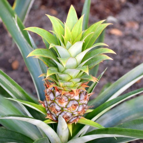 Natural growing pineapple plant.