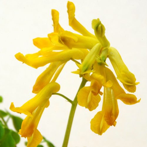 cordalys-lutea.jpg